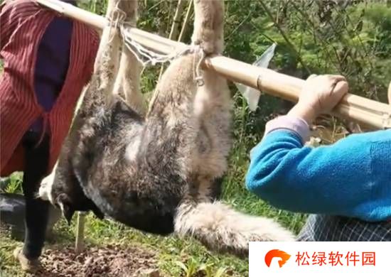 主人杀年猪 二哈偷吃猪肉被撑死：狗没有饱腹感